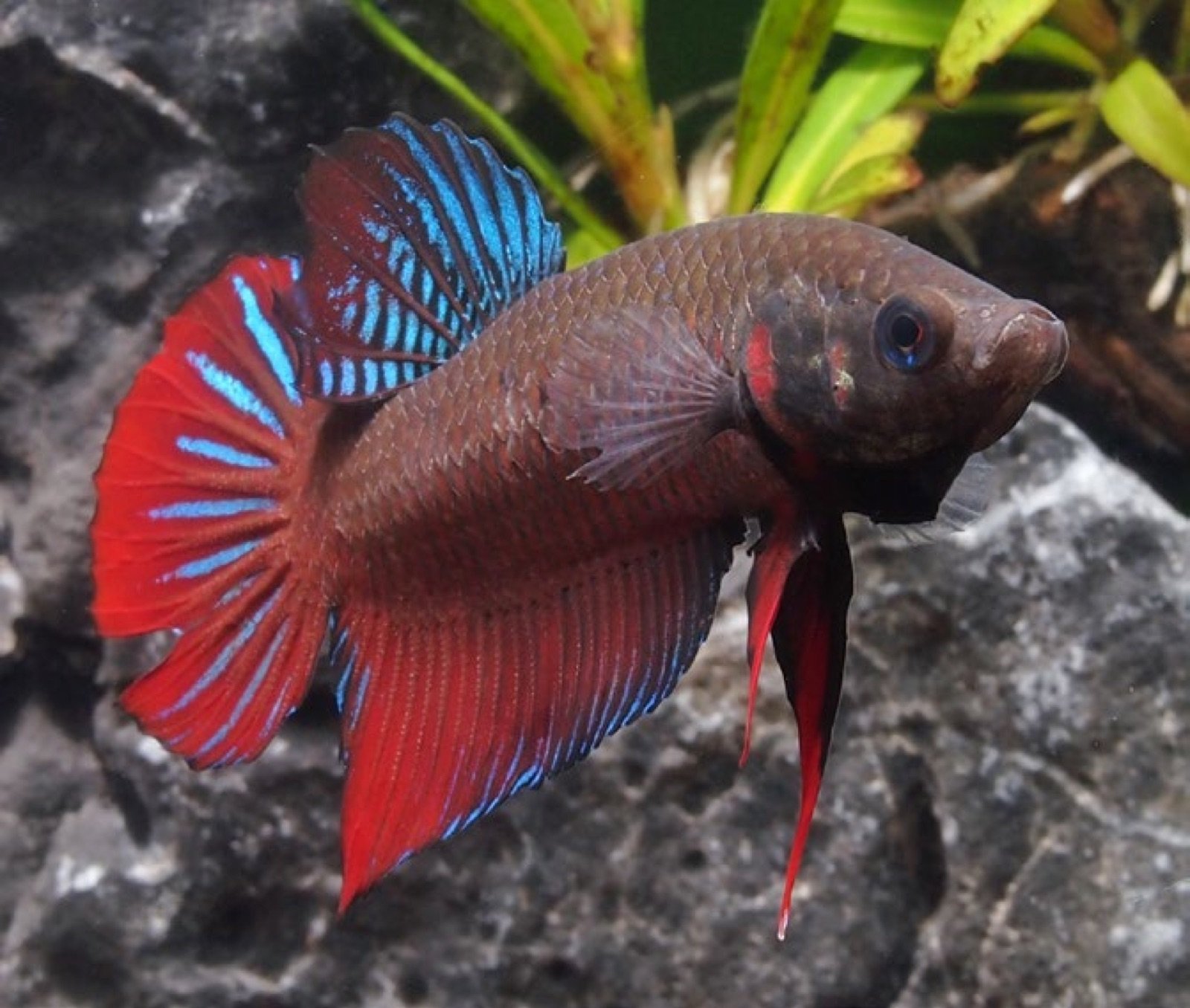 Betta splendens mâle de type sauvage