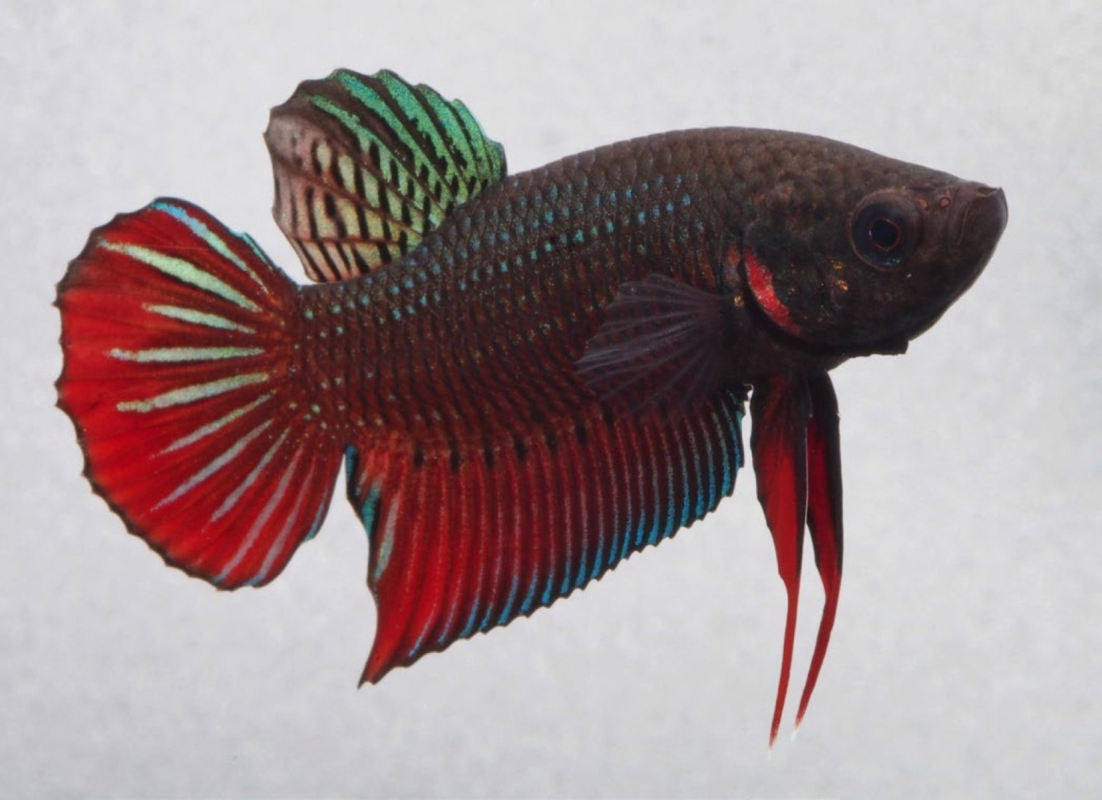 Betta splendens sauvage capturé dans la province de Pranburi, Thaïlande