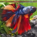 Mâle Betta splendens Show Betta multicolore aux nageoires très développées