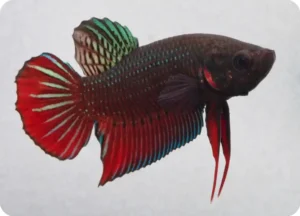 betta splendes