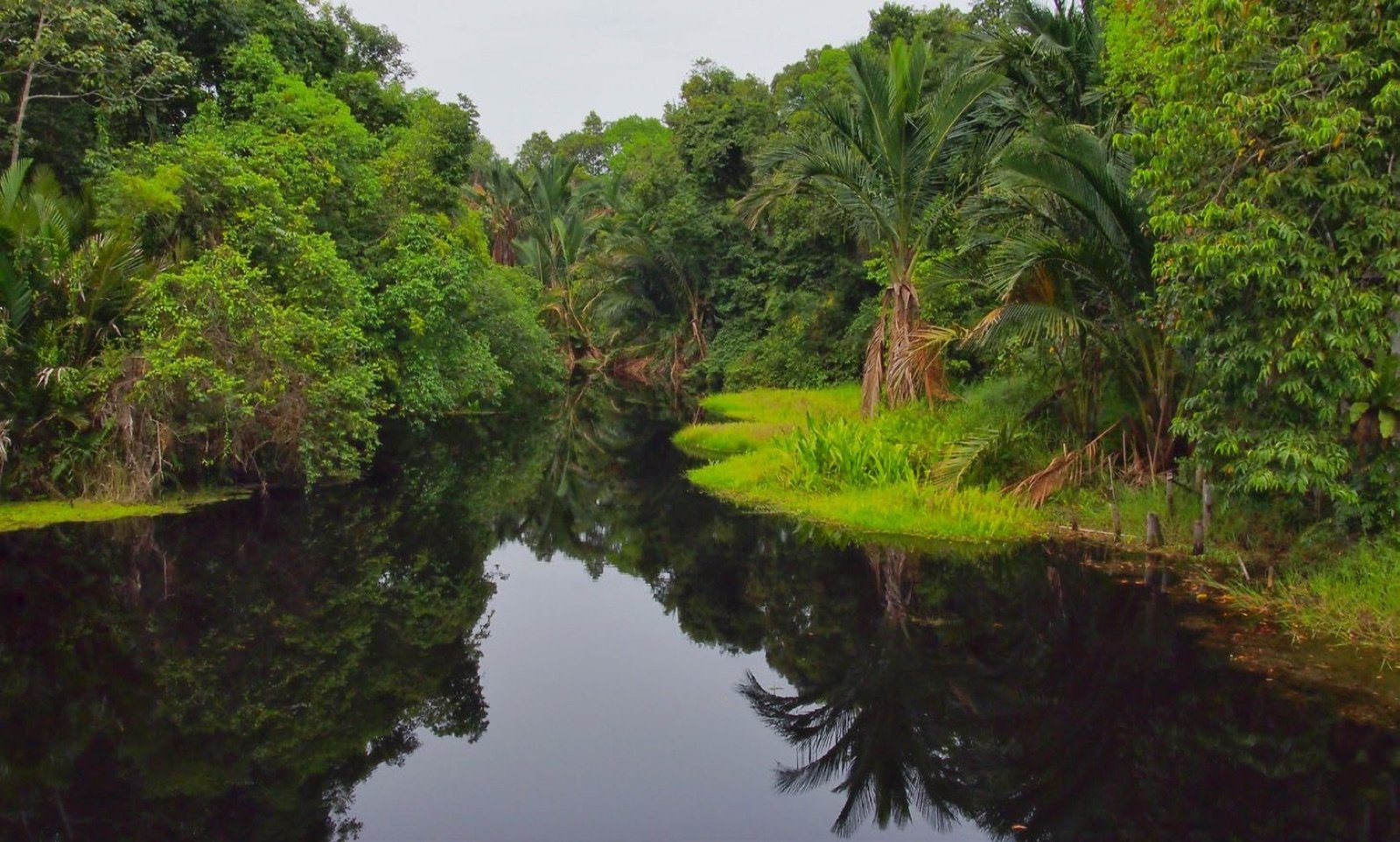Rivière bordée de forêt tropicale, biotope naturel du gourami perlé en Thaïlande