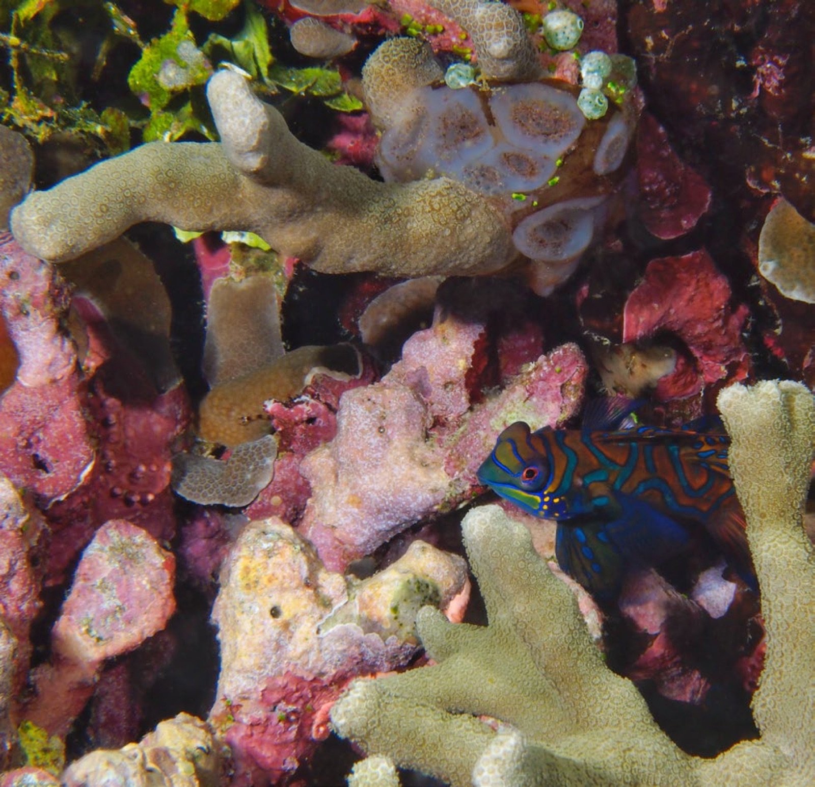 Biotope de Synchiropus splendidus aux Philippines