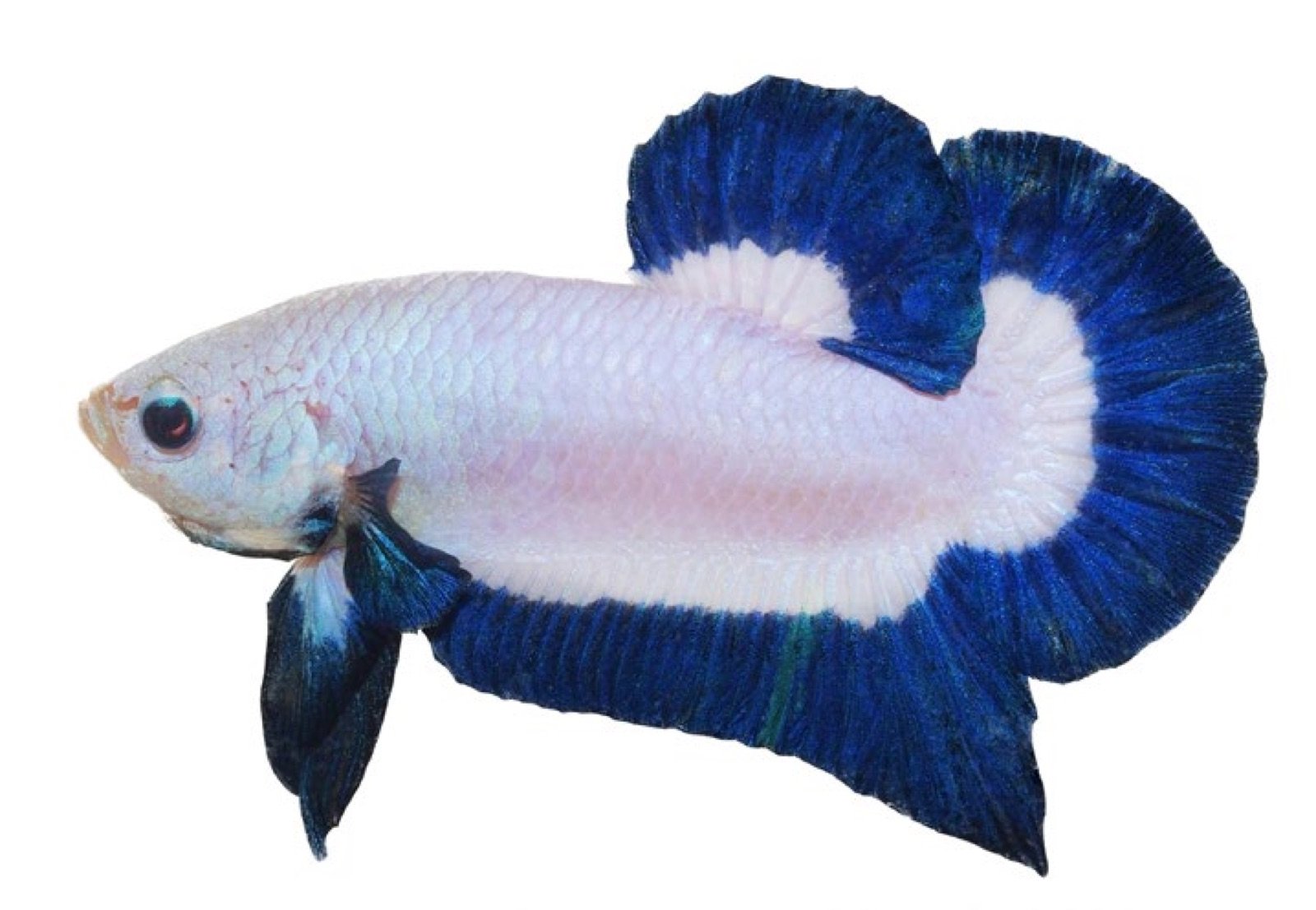 Betta Blue Rim en 2010, élaboration de la variété