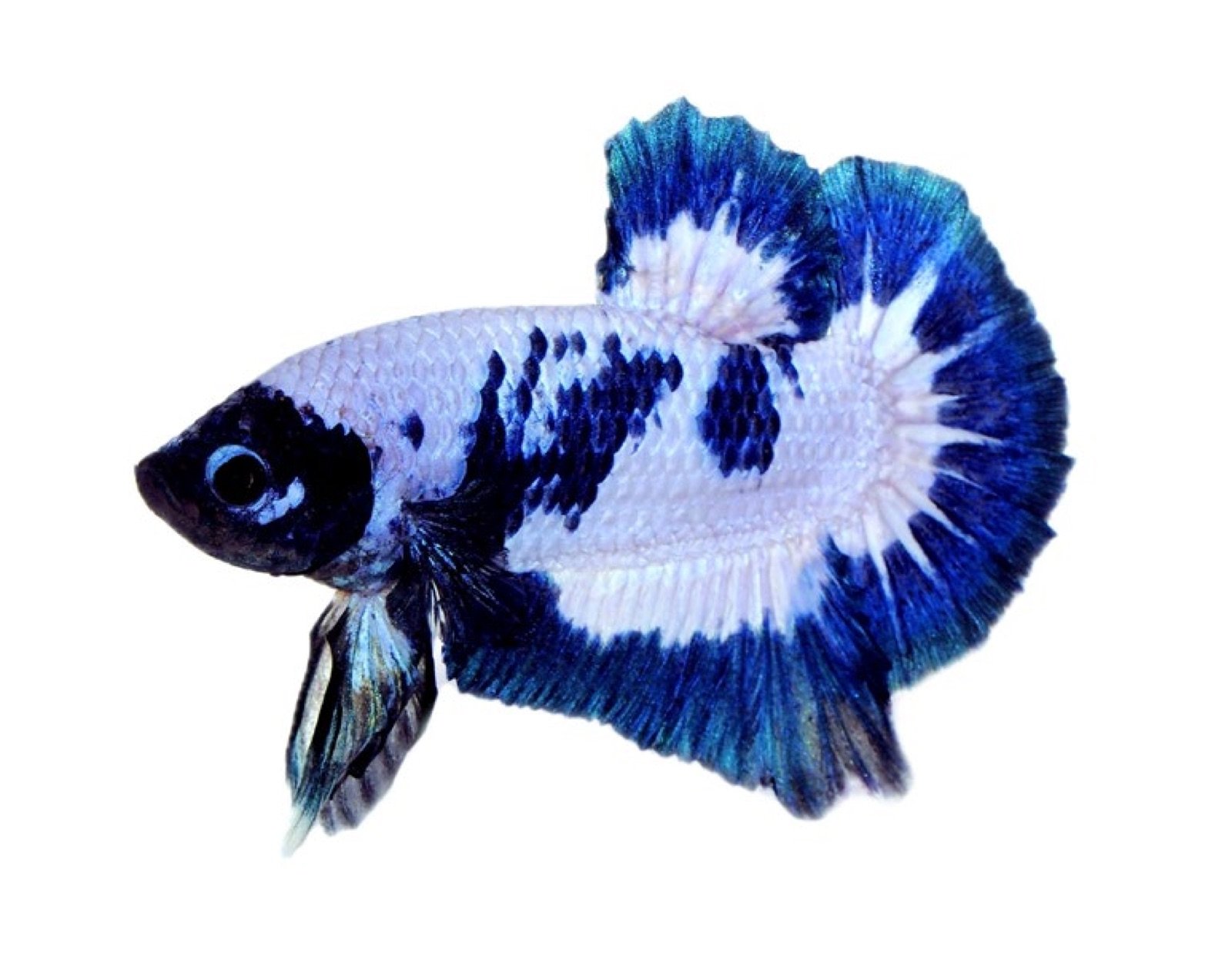 Betta Blue Rim en 2018, sélection en cours