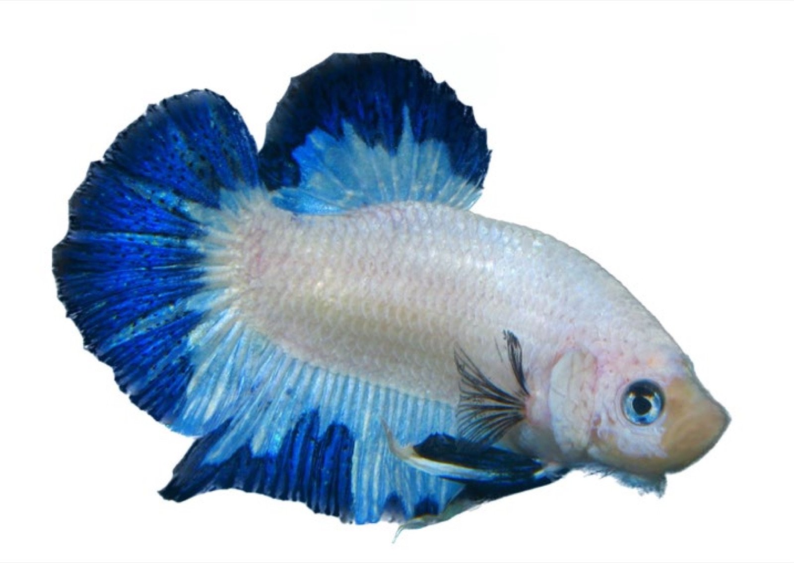 Betta Blue Rim en 2023, résultat de quinze ans de sélection