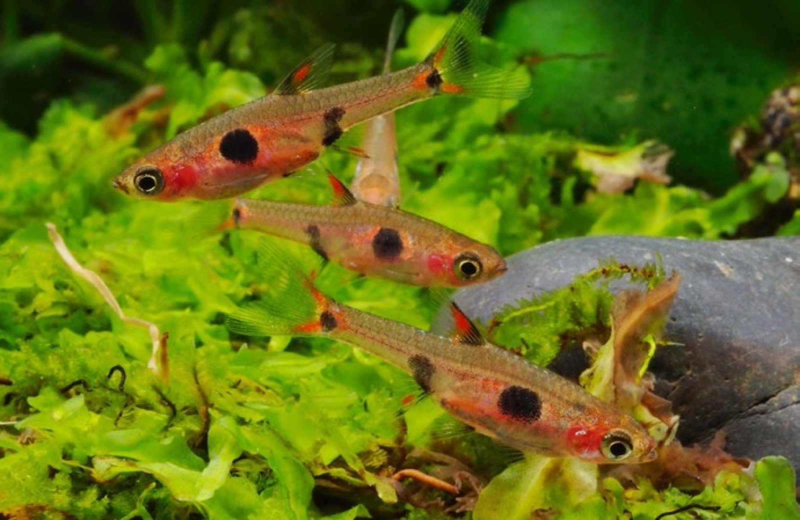Boraras maculatus, petits poissons compatibles avec les crevettes Red Cherry