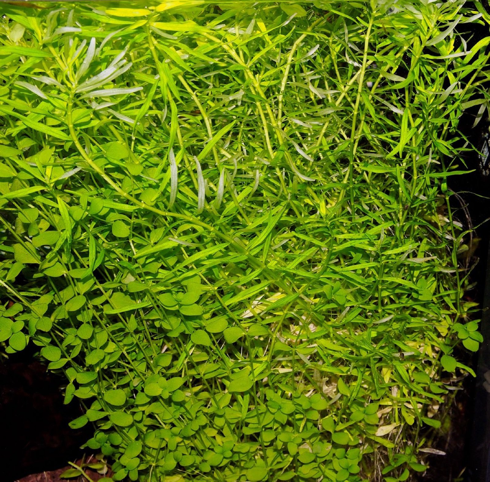 Bouquet dense de plantes à tige dont les feuilles basses jaunissent