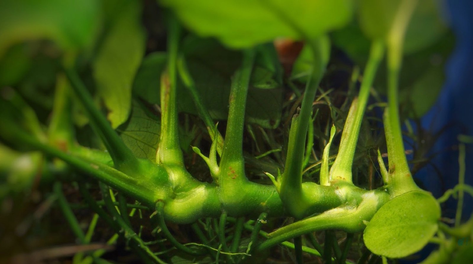 Développement des bourgeons à la base des pétioles d'un rhizome d'Anubias