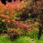 Massif coloré de plantes à tige dans un aquarium planté AQYA