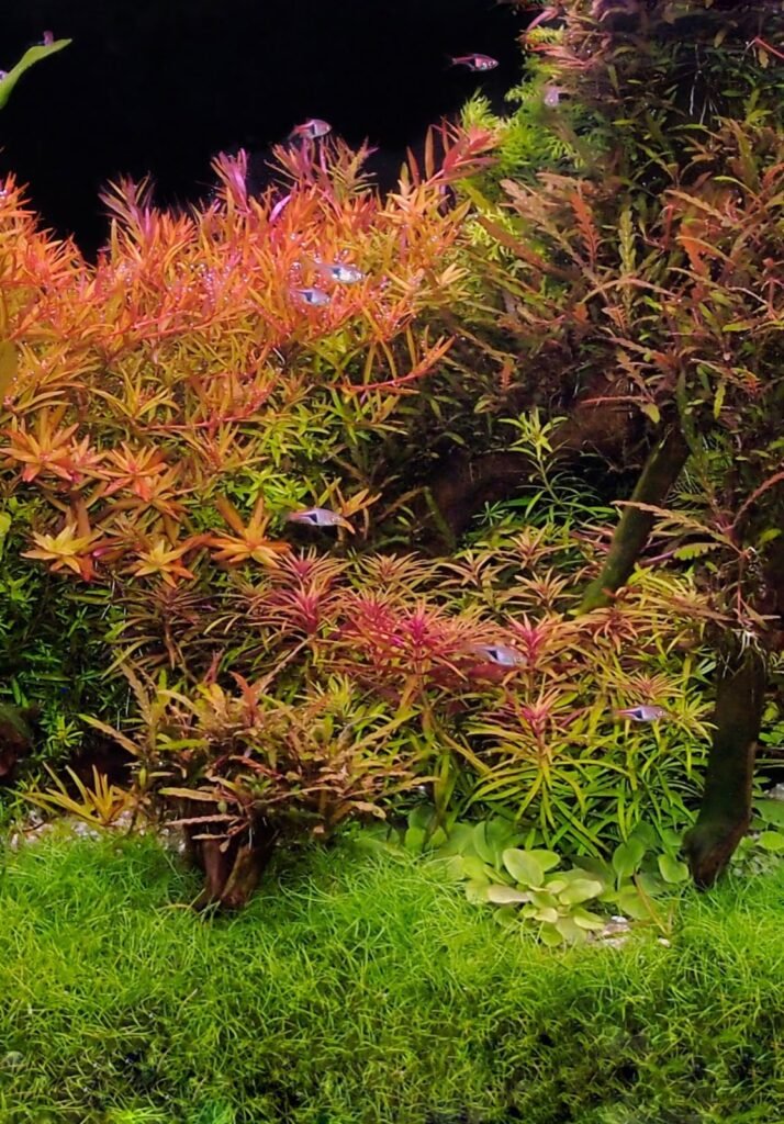 Massif coloré de plantes à tige dans un aquarium planté AQYA