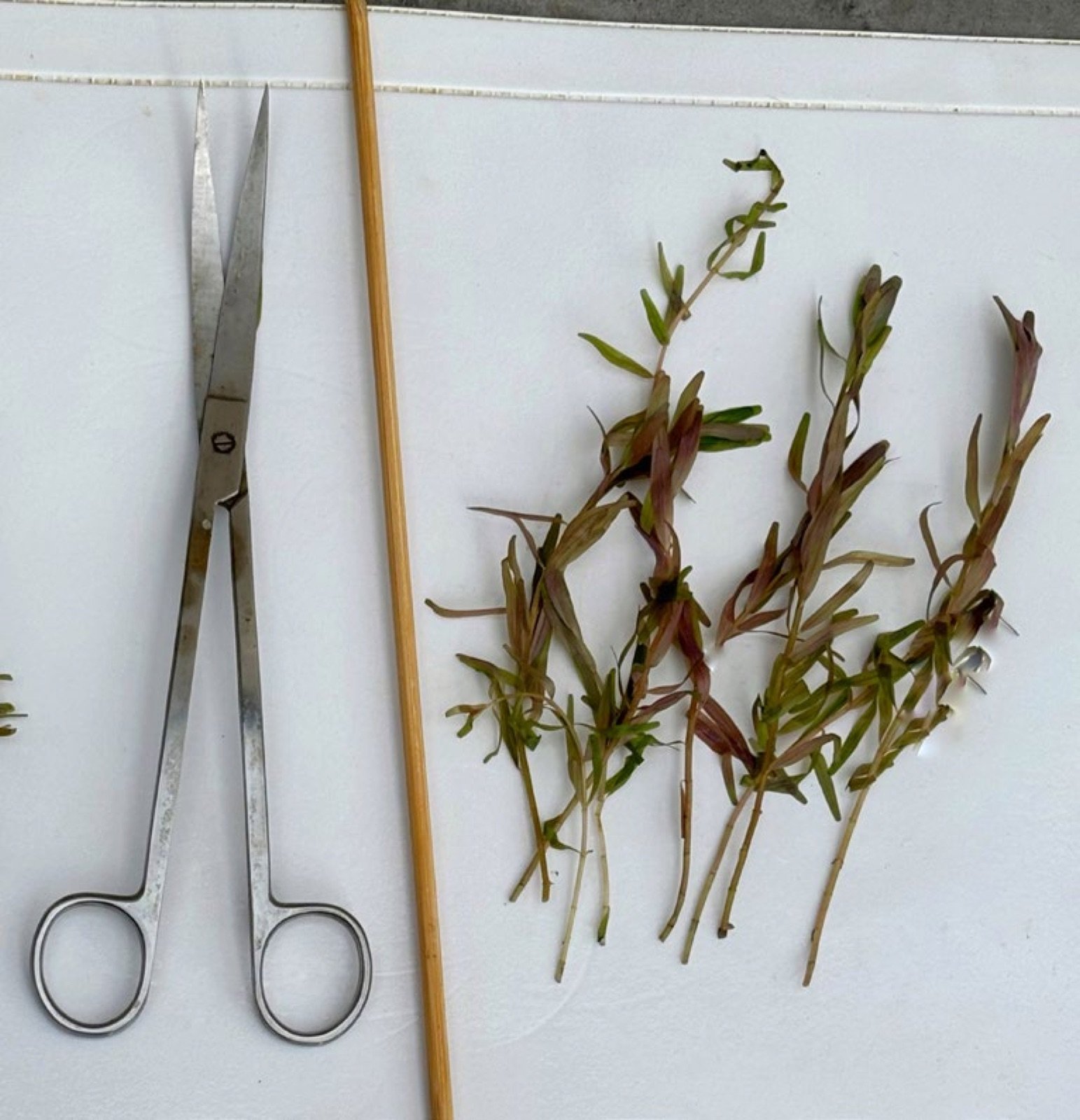 Bouture de tige effeuillée sur 3 cm avant plantation