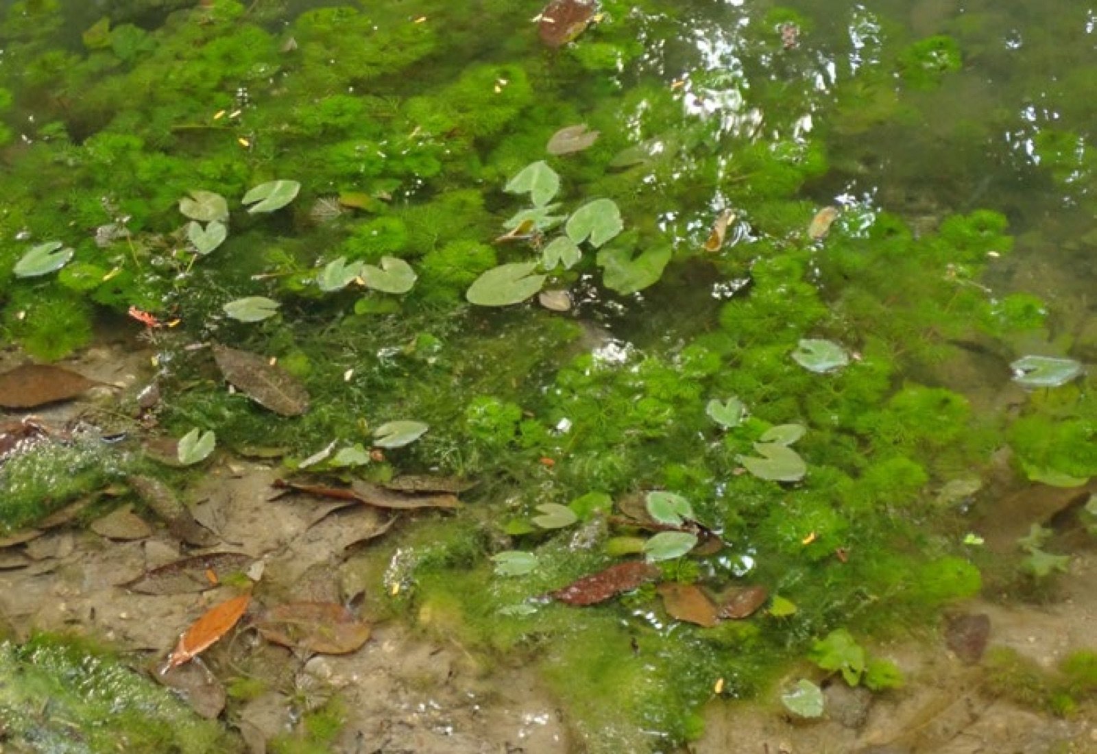 Cabomba caroliniana, abri pour les petits poissons