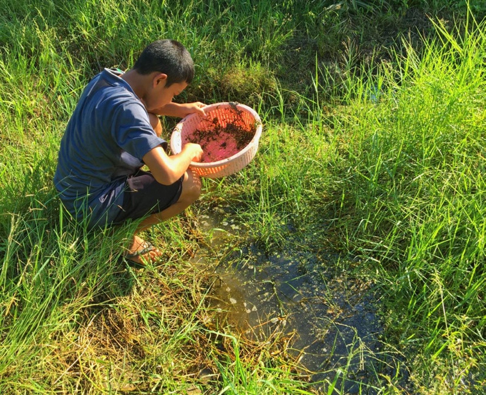 Capture de Betta splendens dans une zone humide en Thaïlande