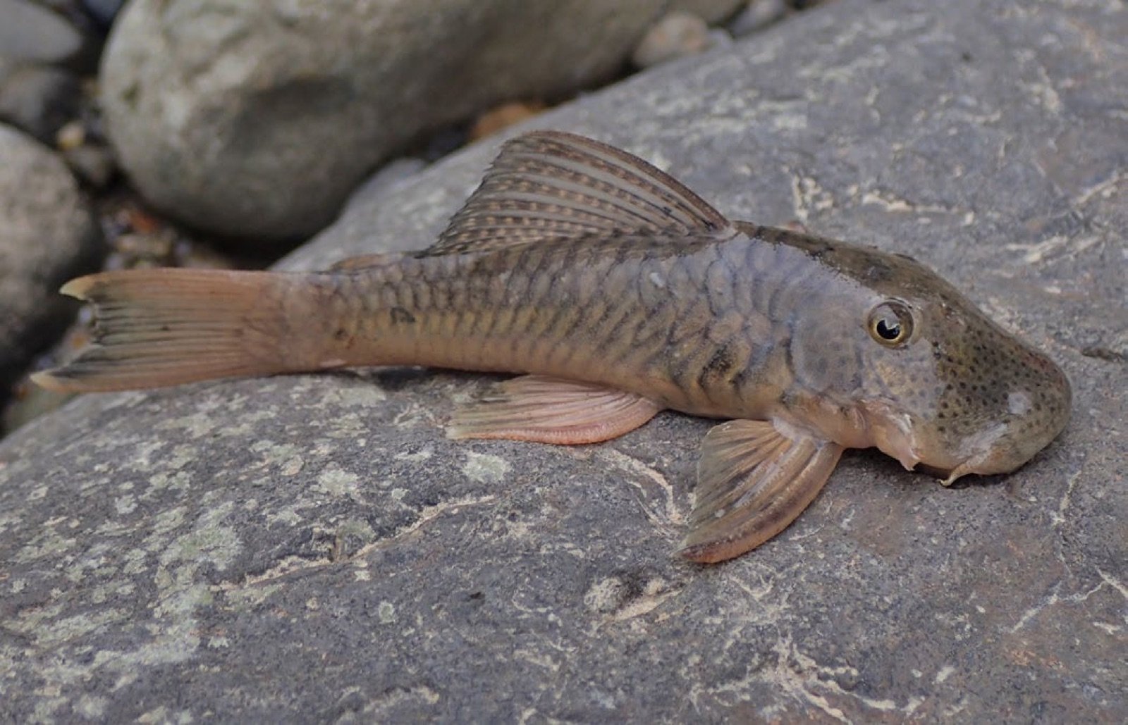 Carachama, un loricaridé du genre Chaetostoma posé sur une roche
