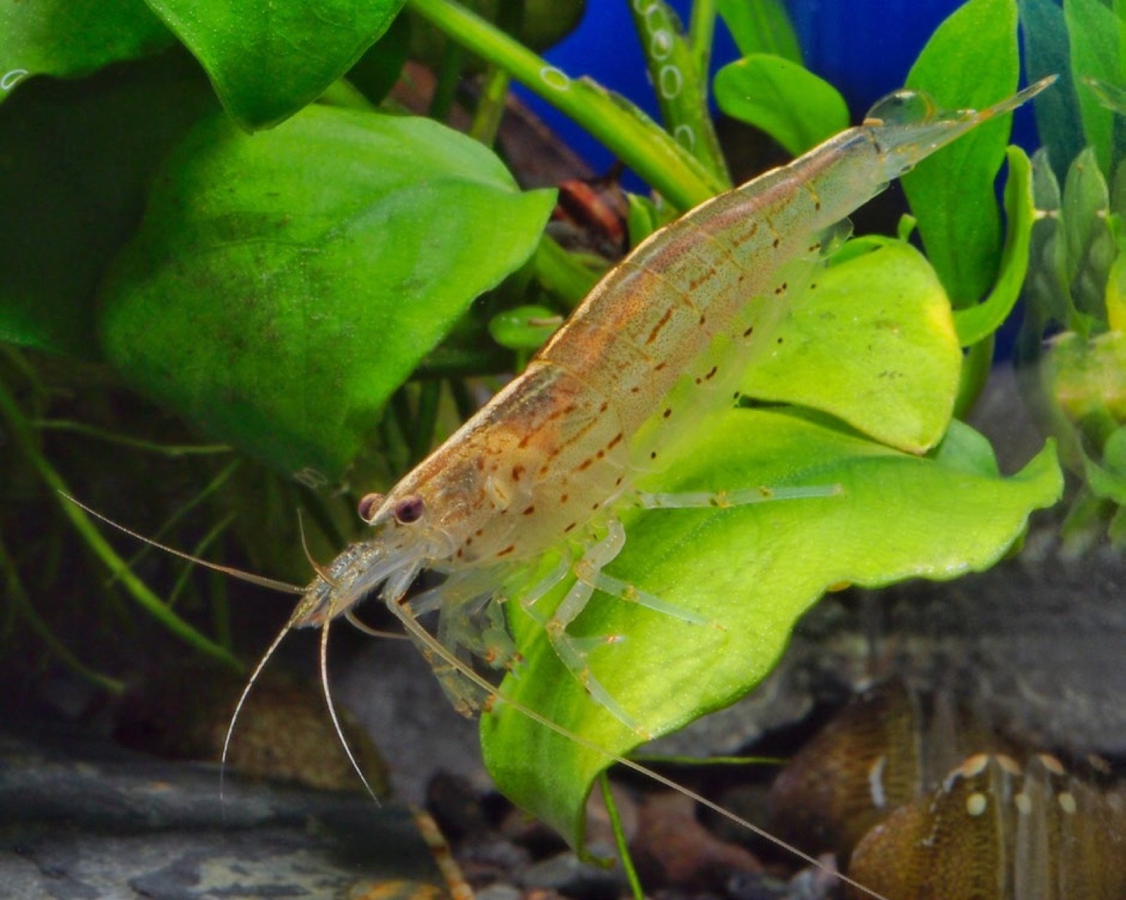Crevette Caridina multidentata sur une feuille d'anubias