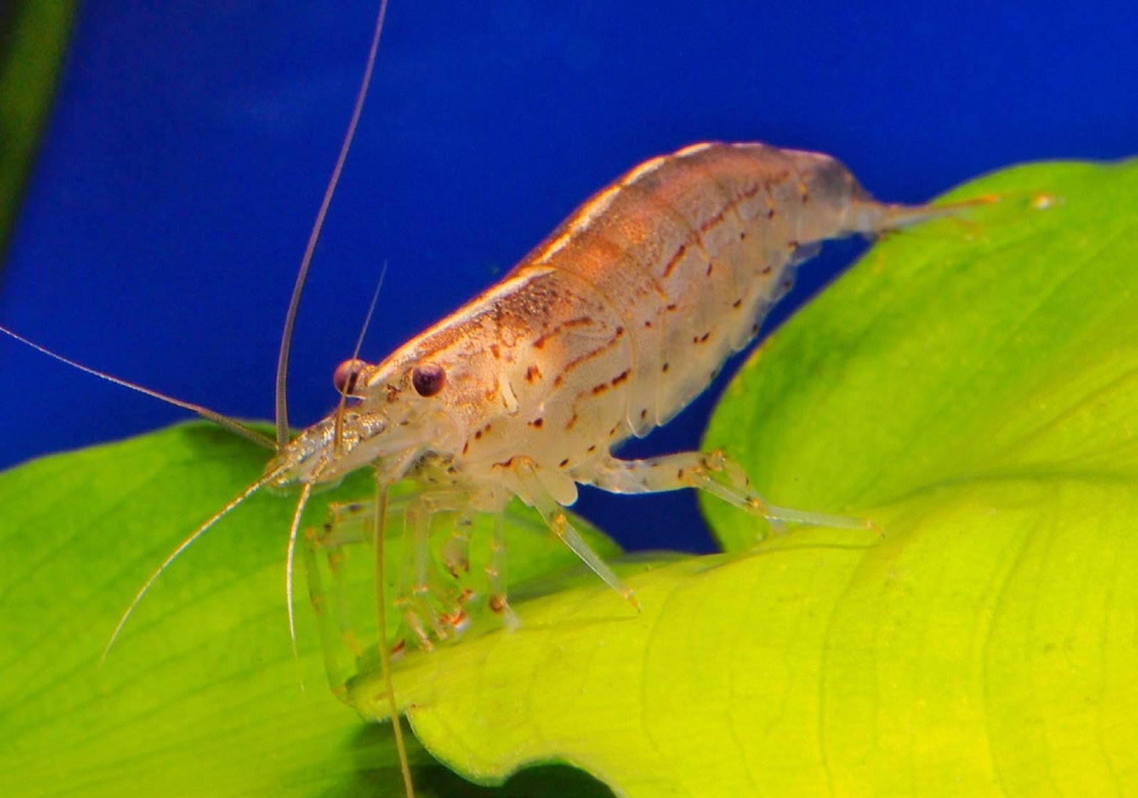 Caridina multidentata crevette Amano grande mangeuse de micro-algues filamenteuses