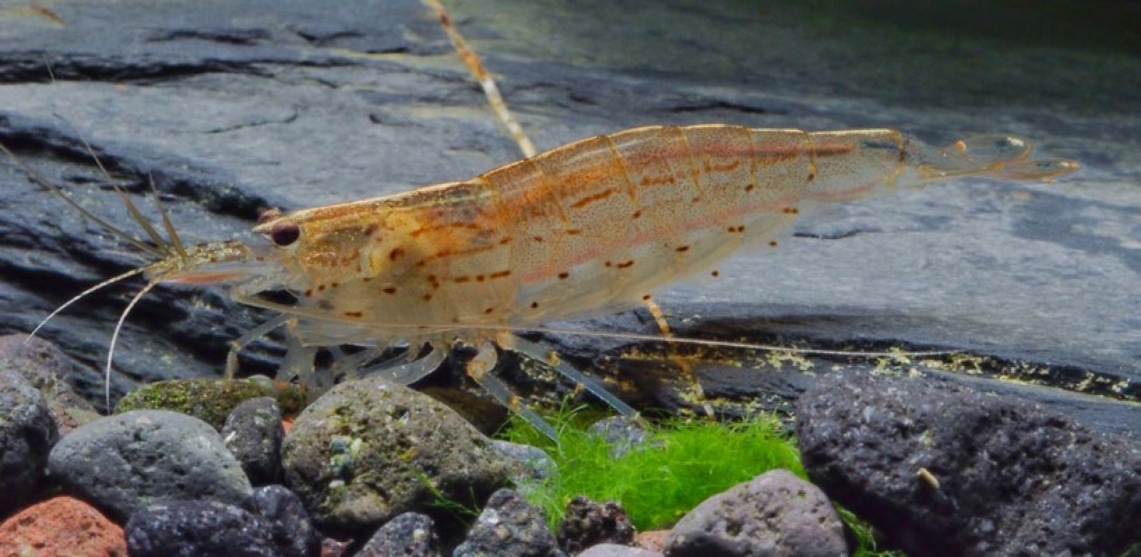Caridina multidentata, la crevette Amano, auxiliaire d'entretien de l'aquarium