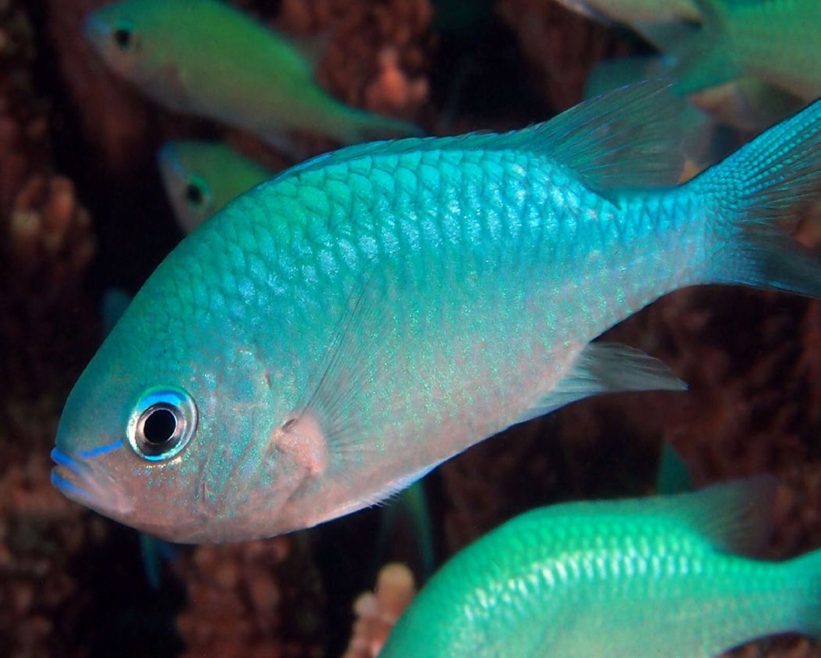 Chromis viridis adulte bleu-vert iridescent dans son milieu naturel