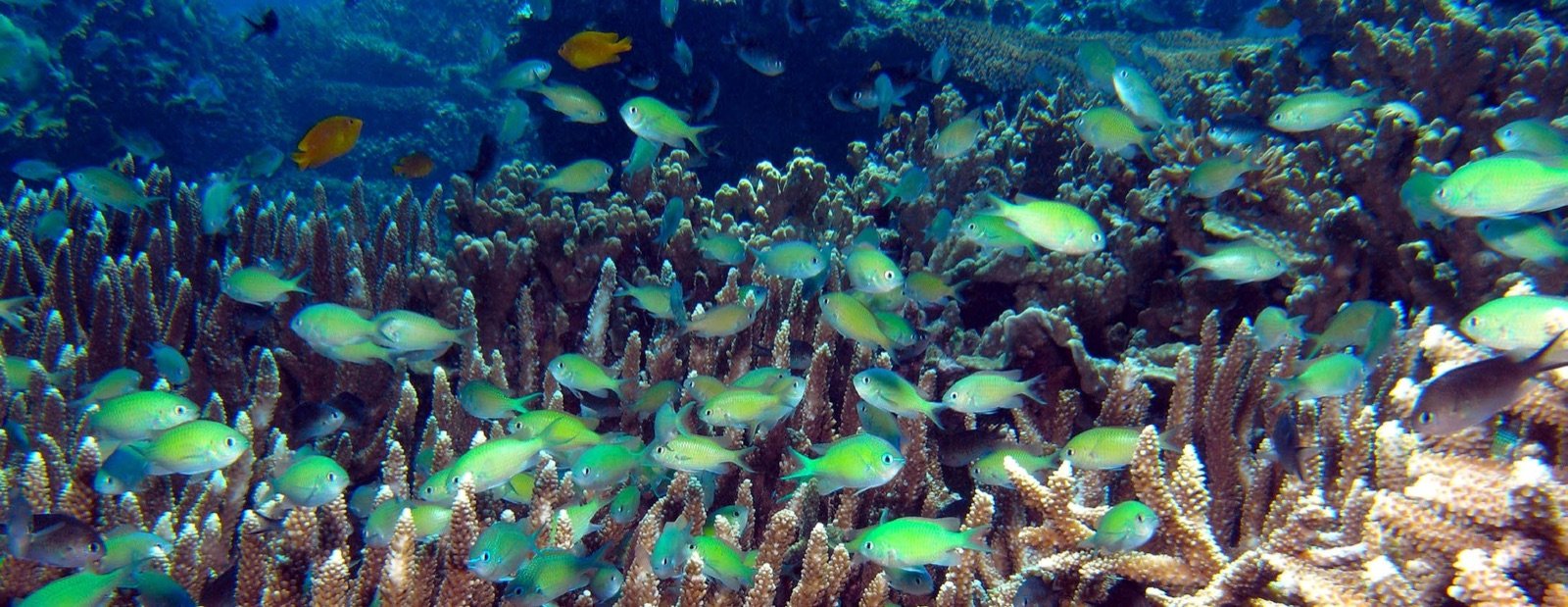 Chromis viridis et Chromis atripectoralis dans un banc récifal