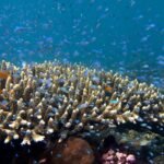 Banc de Chromis viridis turquoise au-dessus d'un Acropora dans un récif