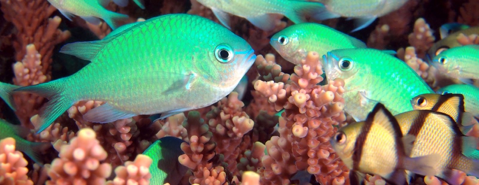 Chromis viridis et Dascyllus reticulatus cohabitent sur un Acropora