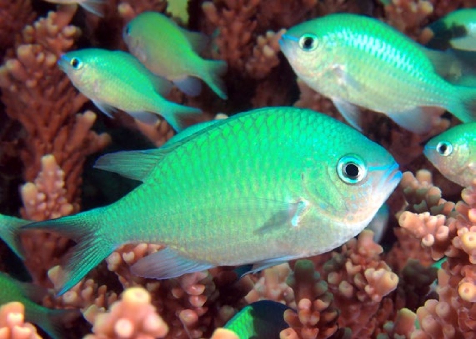 Chromis viridis, demoiselle bleue verte
