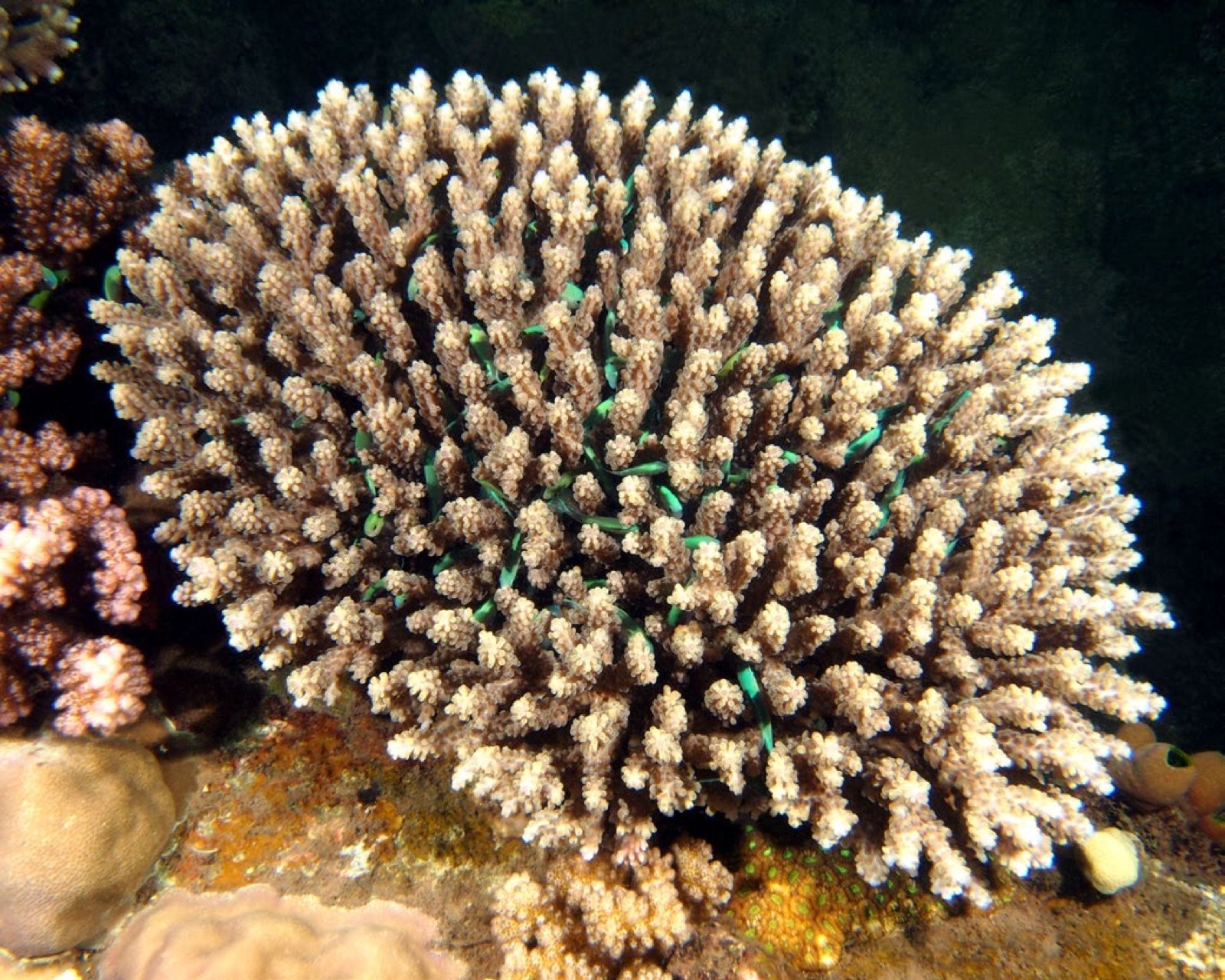 Juvéniles de Chromis viridis réfugiés dans les branches d’un Acropora