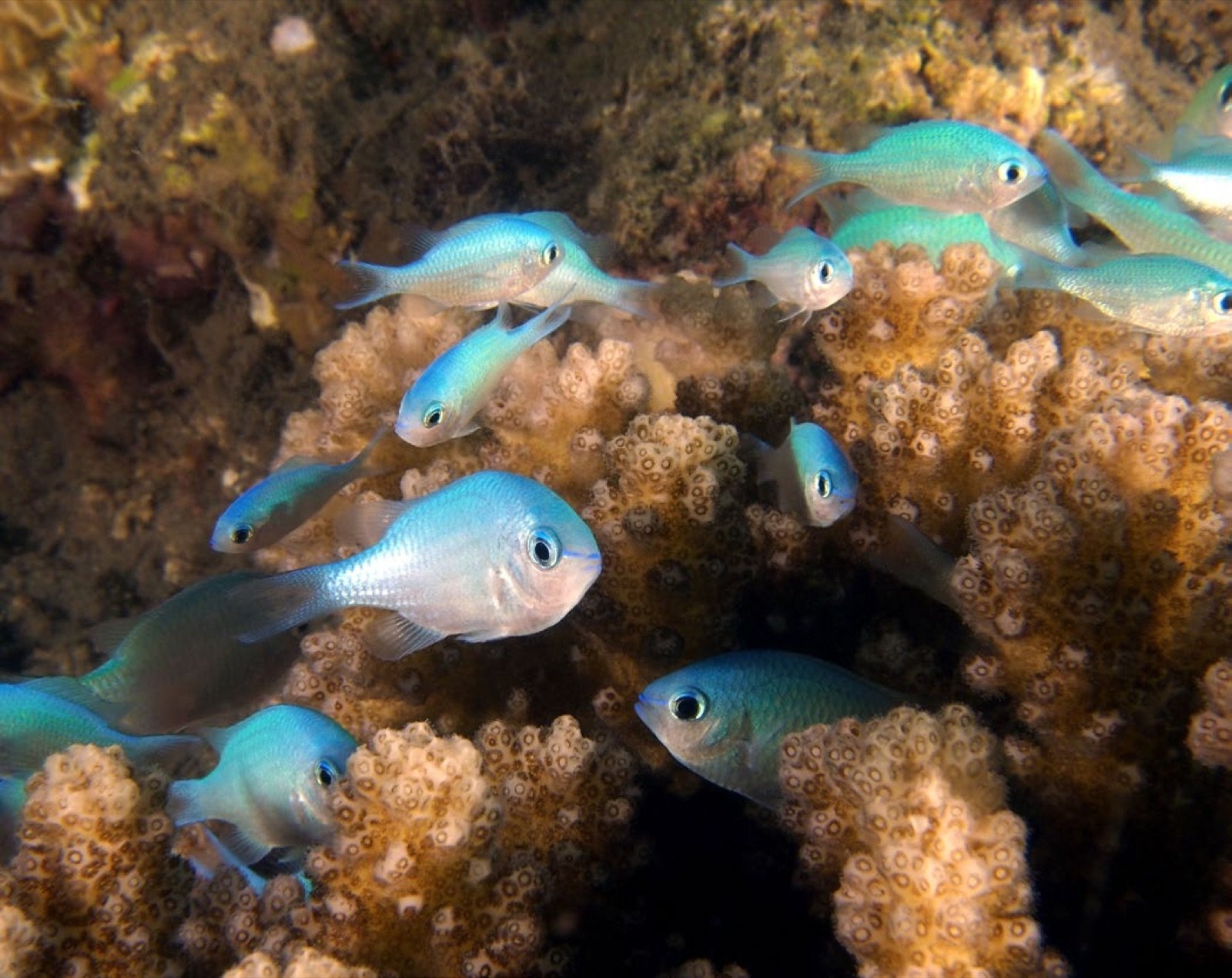 Juvéniles de Chromis viridis abrités dans un Pocillopora