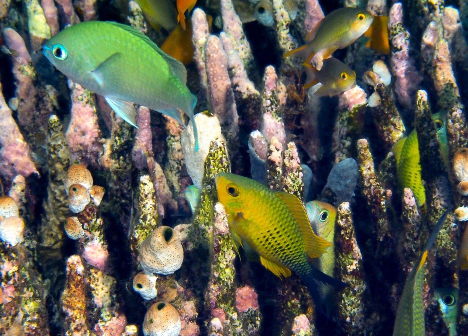 Mâle de Chromis viridis en livrée de reproduction au-dessus du nid
