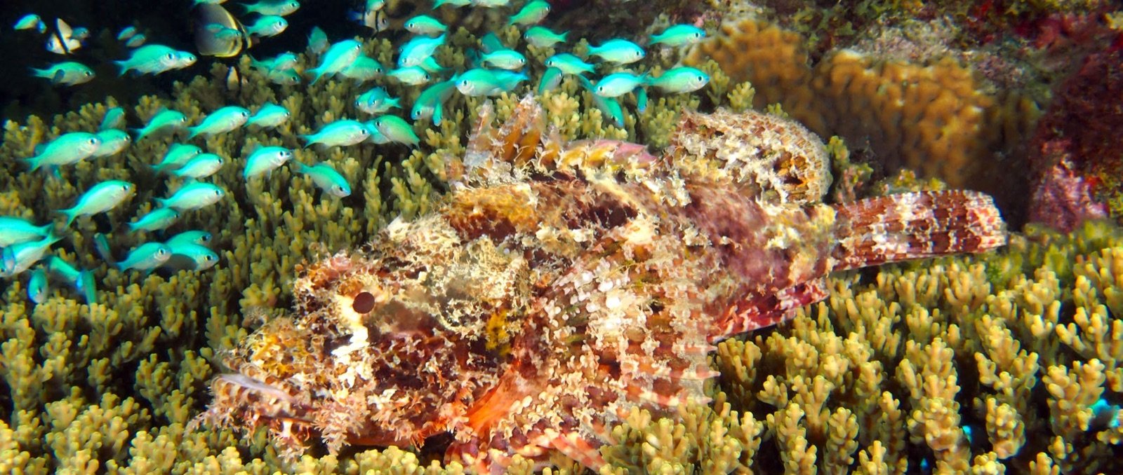 Chromis viridis autour d’une rascasse posée sur un Acropora