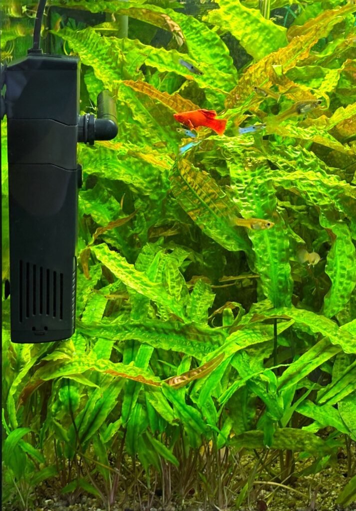 Aquarium planté avec un filtre intérieur CIANO équipé des résines Water Clear & Protection