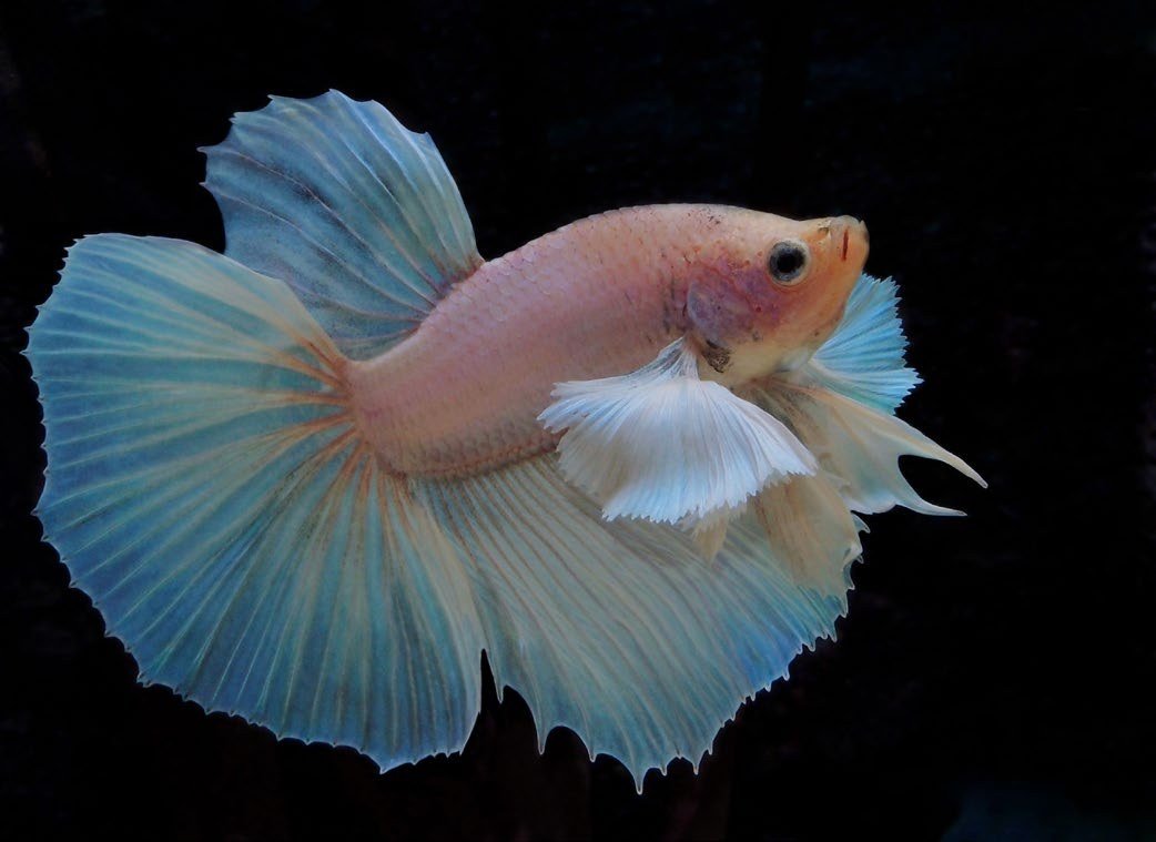 Combattant Betta splendens présenté devant le jury d'un concours de Show Betta
