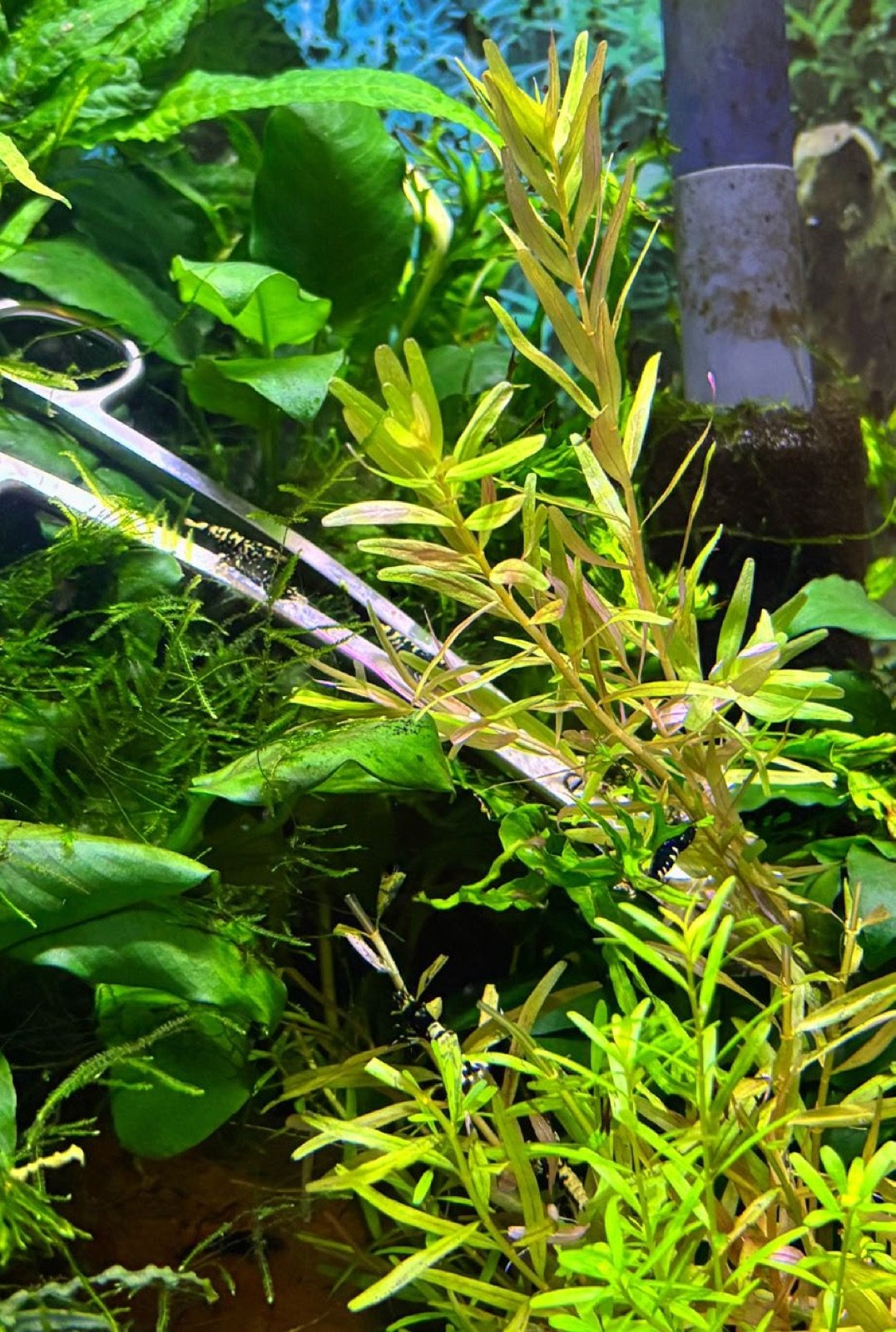 Ciseaux en inox utilisés pour couper les plantes d'aquarium