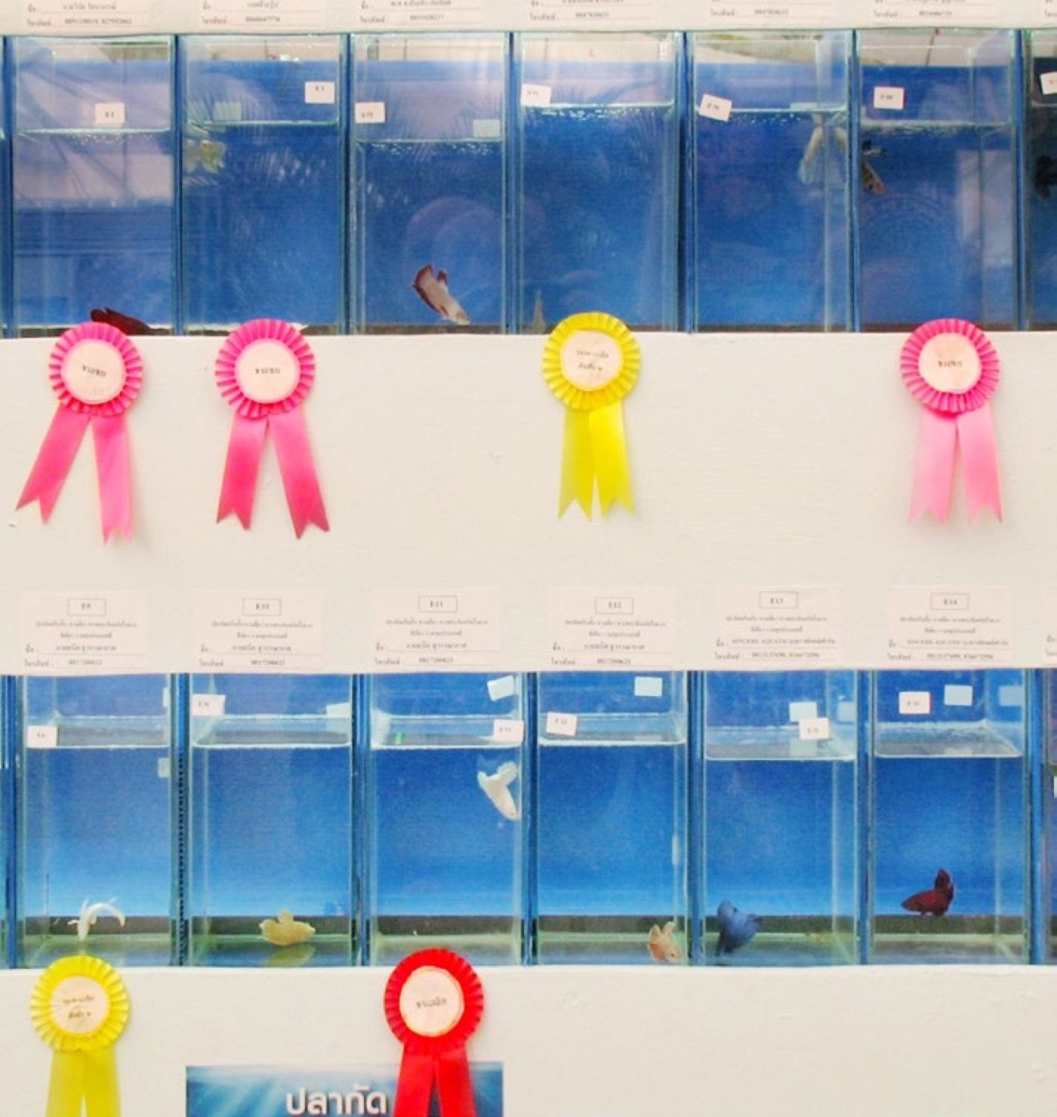 Classement des vainqueurs d'un concours de bettas avec des coquardes