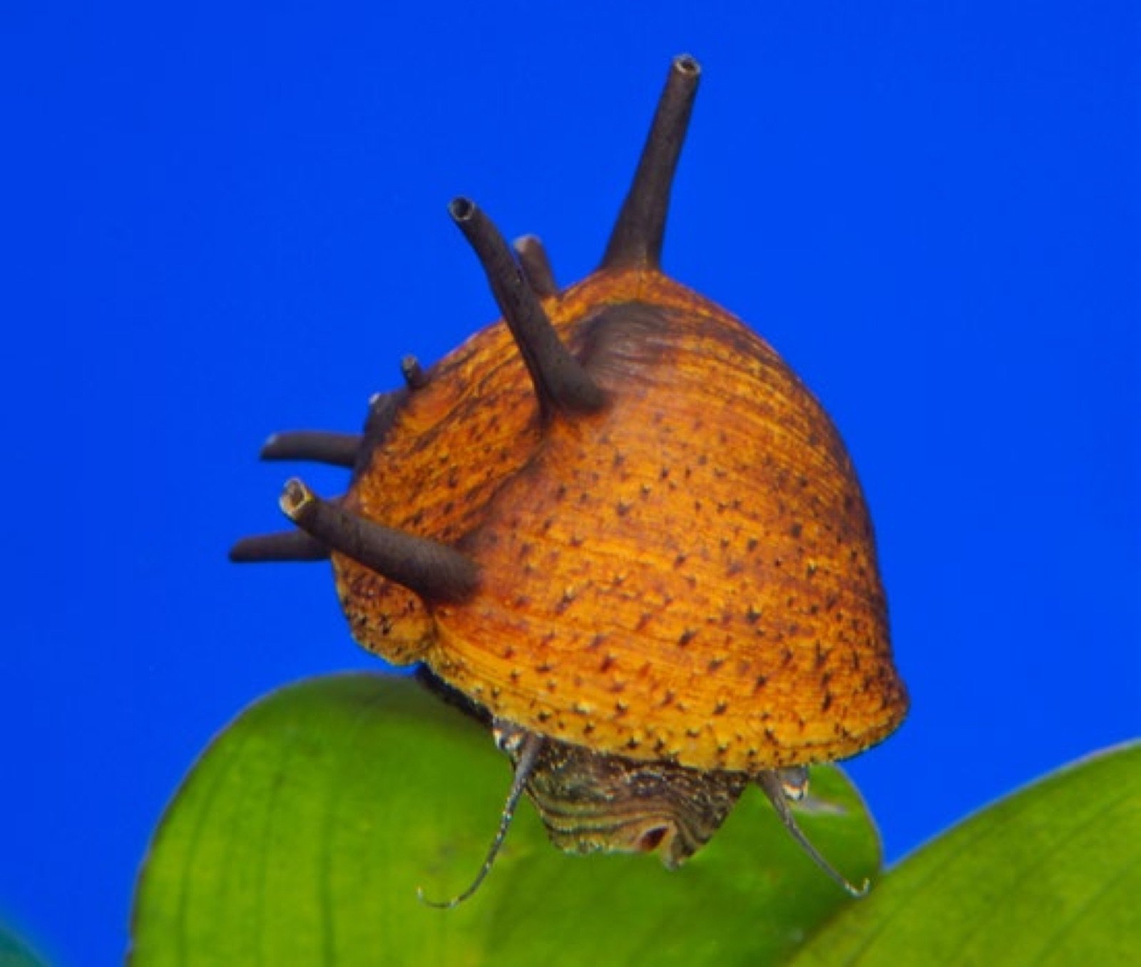 Clithon corona nerite cornee escargot algivore d aquarium