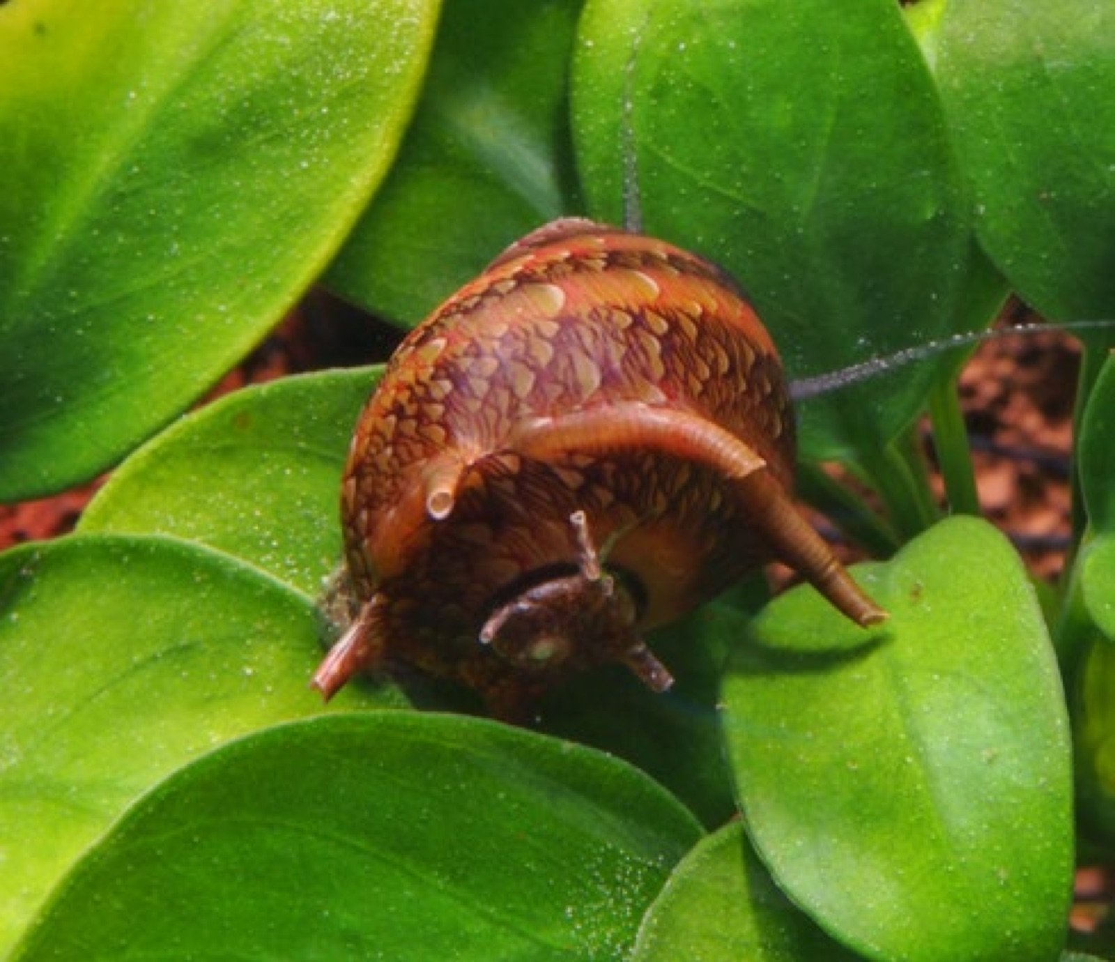 Clithon coronatus, la nérite cornée, sur des feuilles d'anubias