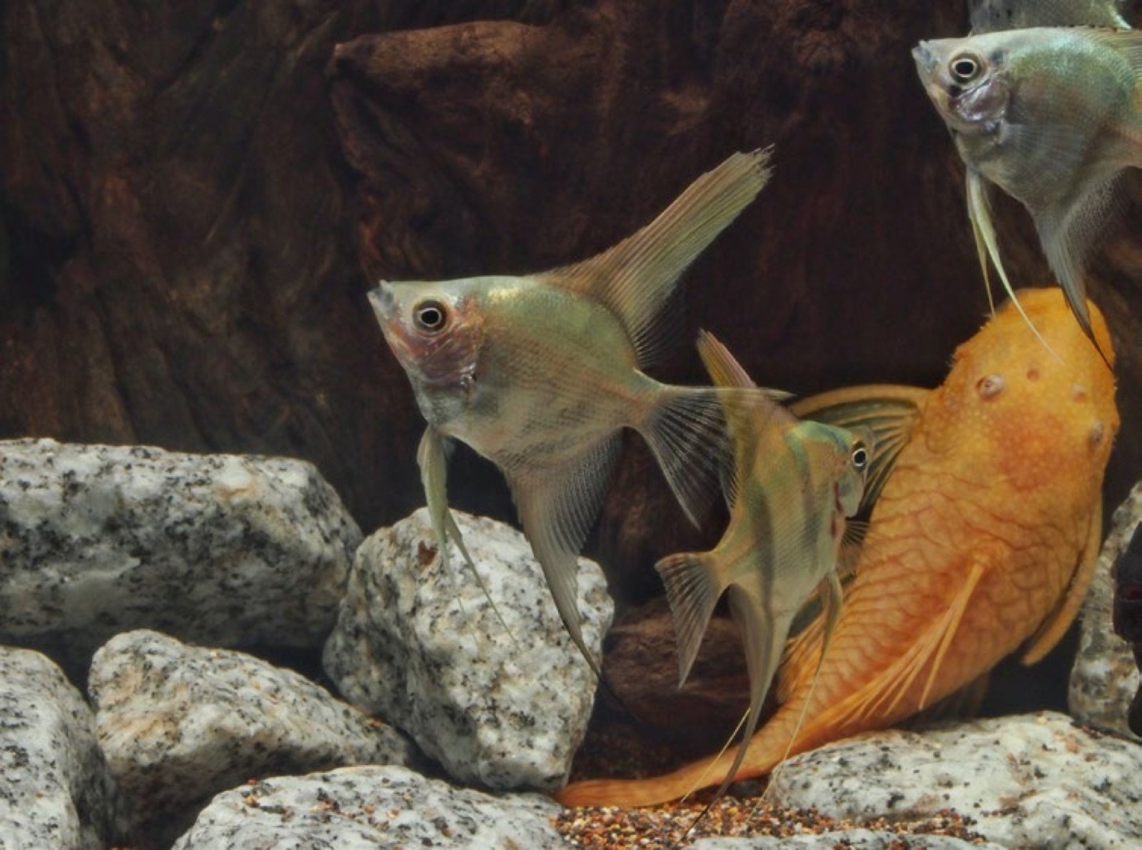 Ancistrus cohabitant avec des scalaires en aquarium