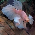 Combattant Betta splendens halfmoon aux longues nageoires blanches et rosées