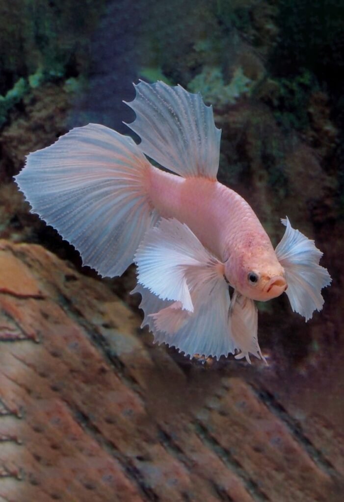 Combattant Betta splendens halfmoon aux longues nageoires blanches et rosées
