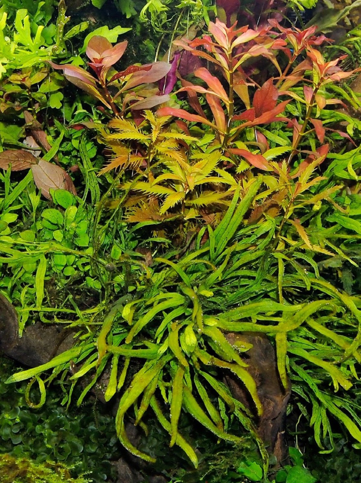 Aquascape mêlant plantes à tige colorées et fougères