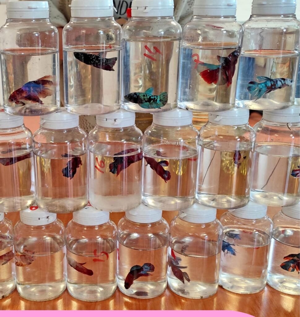 Rangees de bocaux de Bettas splendens presentes au concours Show Betta du congres de la CIL-IBSC a Dijon
