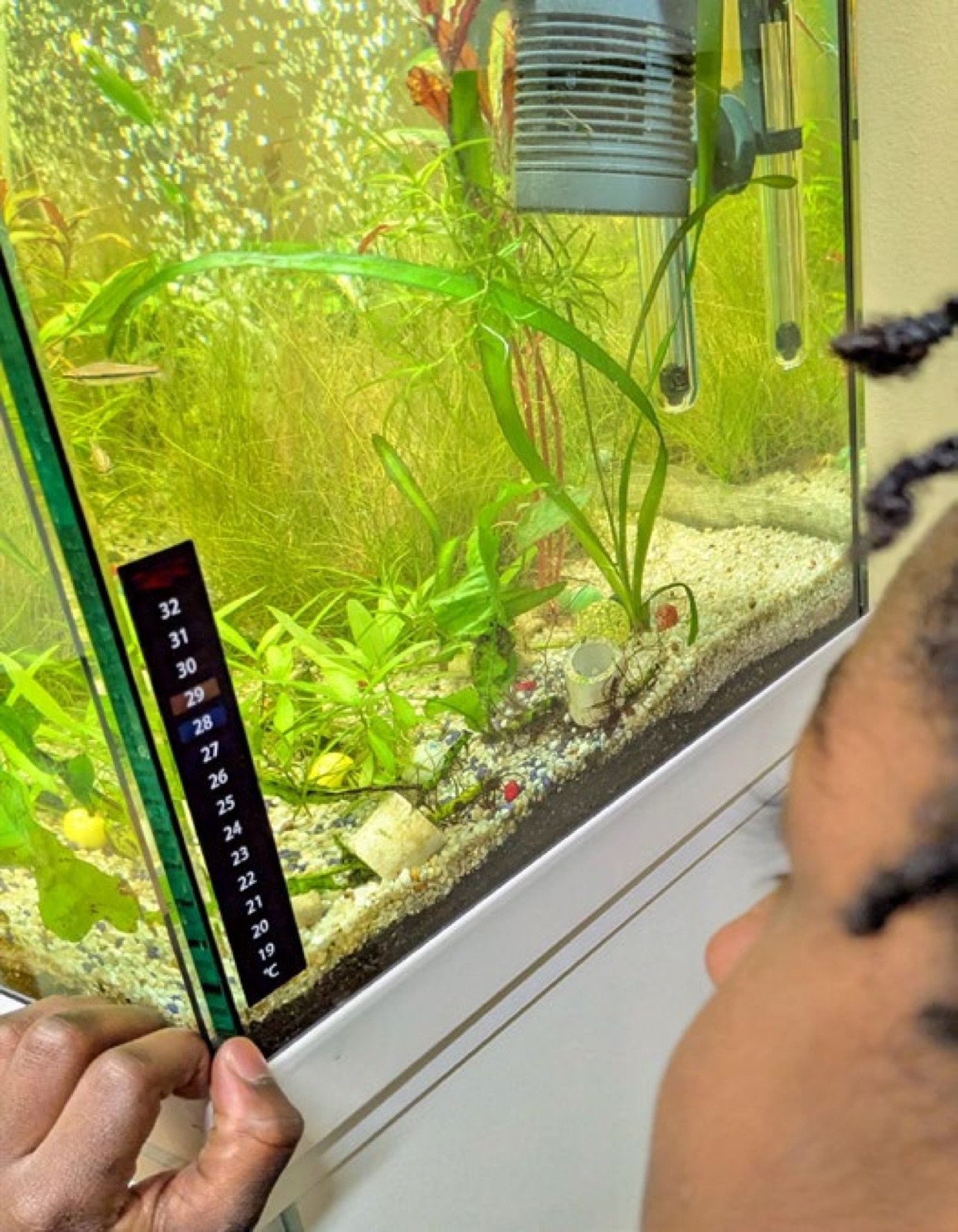 Contrôle de la température de l'aquarium par un élève