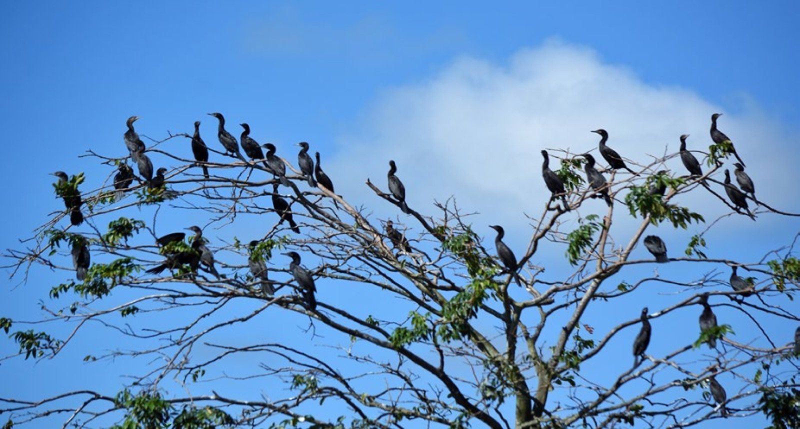 Colonie de cormorans sur l'île de los Pajaros
