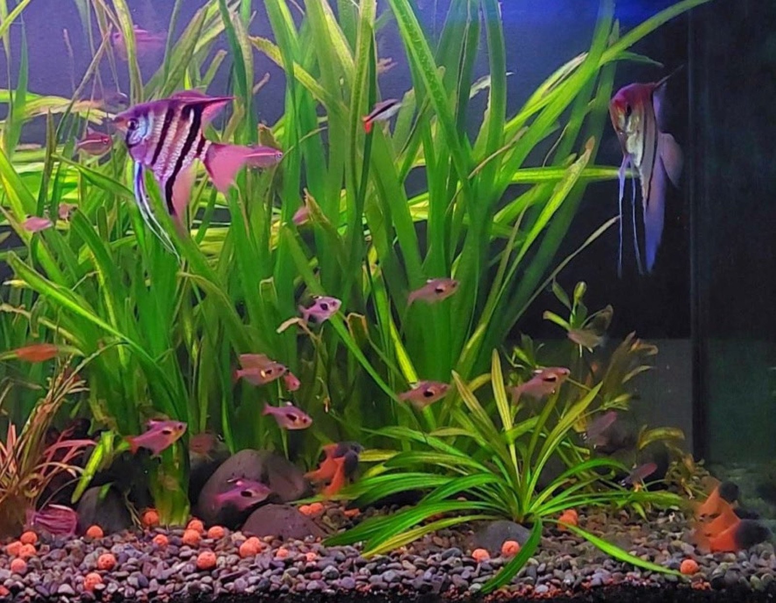 Bac régional planté de 375 litres hébergeant cinq Hoplisoma concolor TOMO CW 217