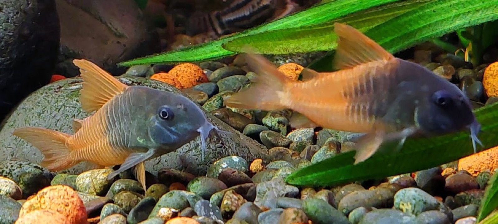 Groupe dHoplisoma concolor TOMO CW 217 fouillant le sol de galets