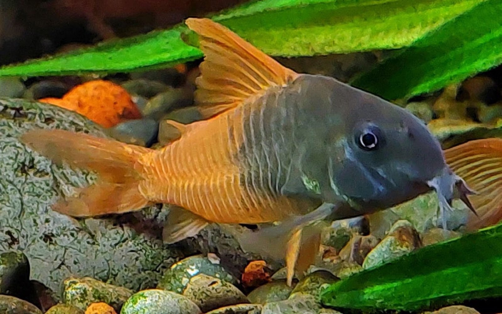 Gros plan sur la couleur orange dHoplisoma concolor TOMO CW 217