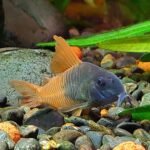 Corydoras Hoplisoma concolor TOMO CW 217 aux flancs orange dans un aquarium