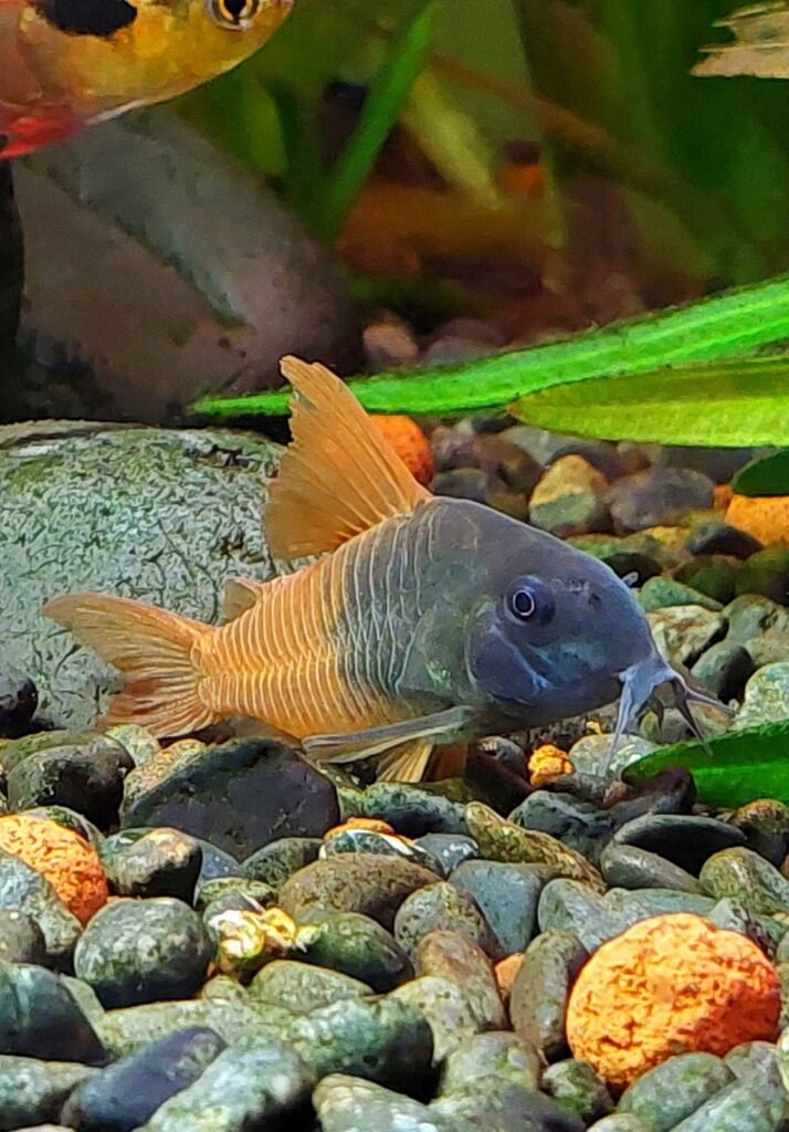 Corydoras Hoplisoma concolor TOMO CW 217 aux flancs orange dans un aquarium