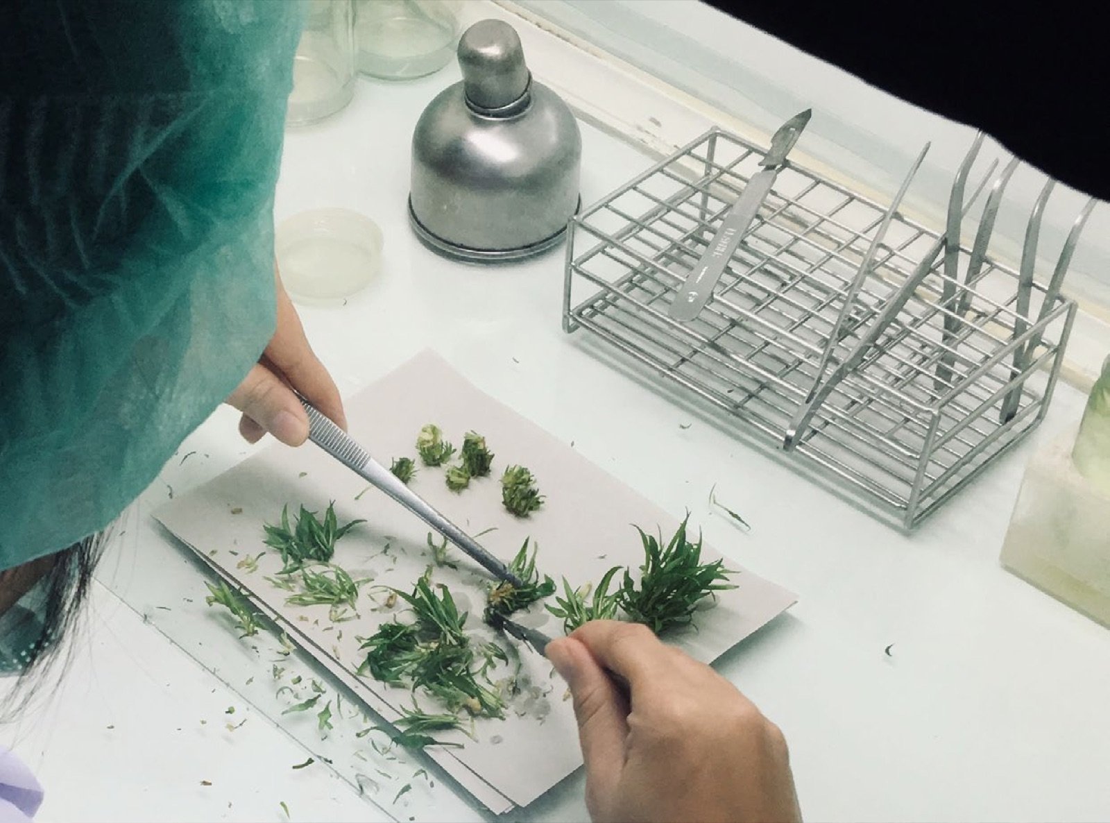 Coupe au scalpel et préparation de fragments de plante en milieu stérile