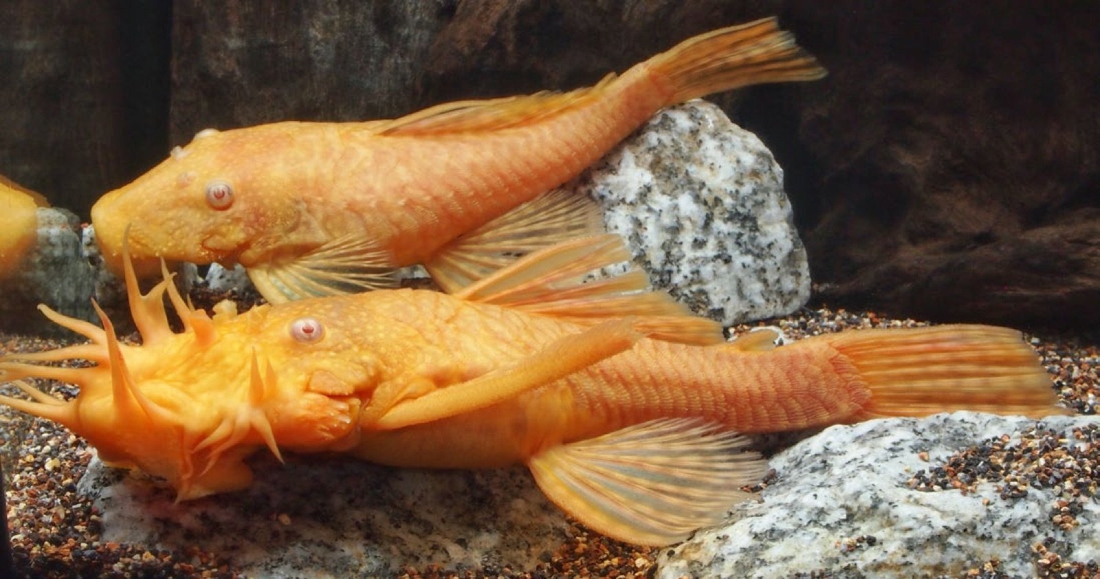 Couple adulte d'Ancistrus cirrhosus albinos